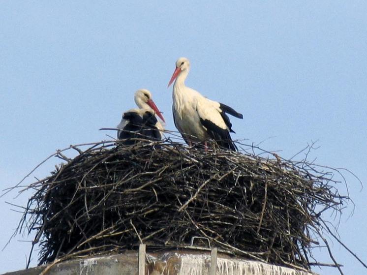 Краснокнижным аистам помогли вернуть их гнездо в Можайске
