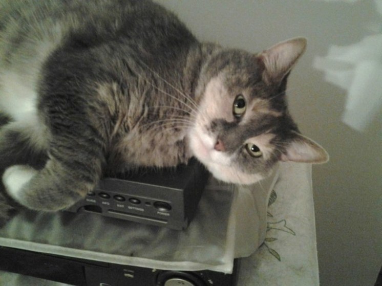 В районе Башкирии запустили пилотный проект электронной записи к ветеринару