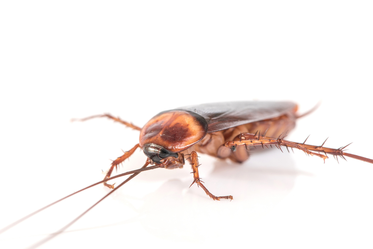 Тараканы синантропные насекомые