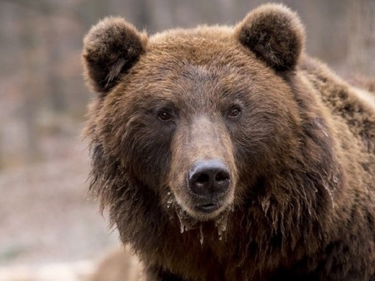 Очевидцы заметили медведя на окраине Могочи
