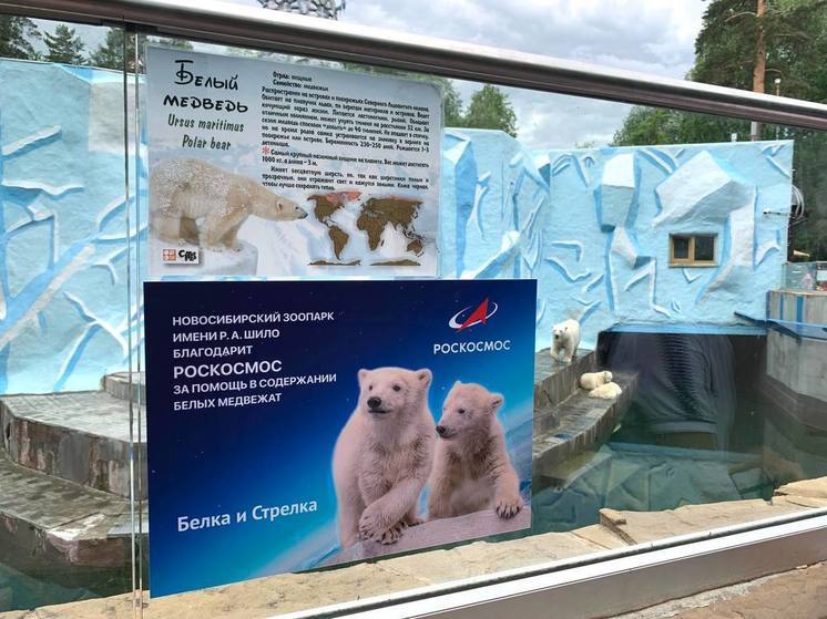 Роскосмос будет курировать белых медвежат из Новосибирского зоопарка
