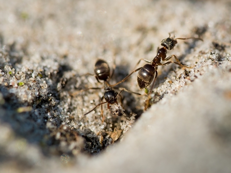 Санитарный врач рассказал, как избавиться от муравьев на участке