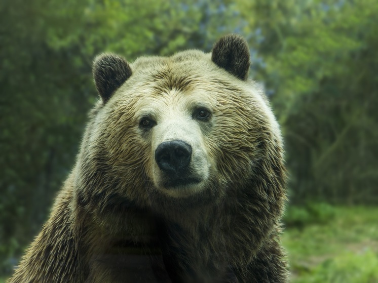 Участники велопробега на Сахалине встретили трех медведей