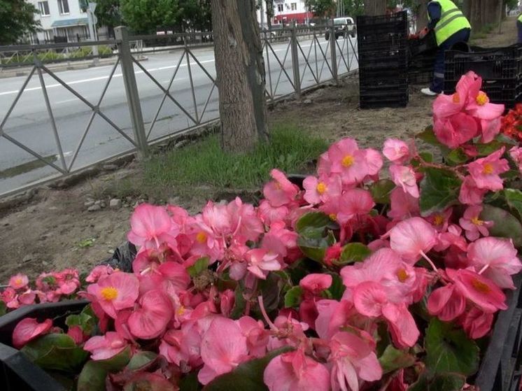 Около 7 тыс. растений высадят на улицах Горького и Анкудинова в Южно-Сахалинске