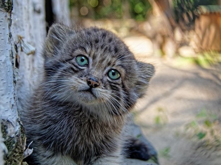 В Новосибирске зоопарк передал котёнка манула в Ленинградскую область