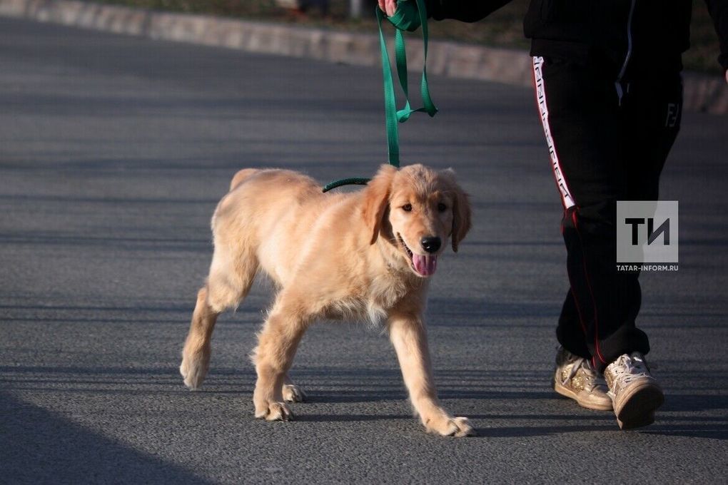 4 новые площадки для выгула собак построят в Казани до конца года