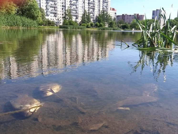 Ребенок утонул в карьере в Ленобласти