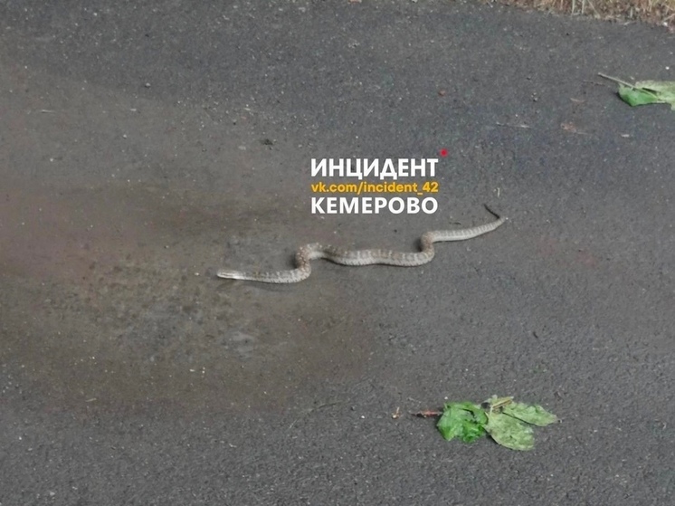 Змея ползала по бульвару в Кемерове