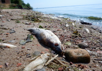 Рыбаки и любители отдыха на Псковско-Чудском озере уже не первый год летом наблюдают берег, усеянный гниющими останками рыбы