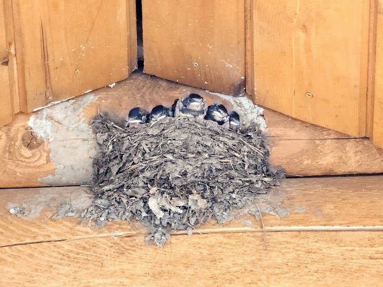 Ласточки свила гнездо на туристической тропе в Карелии