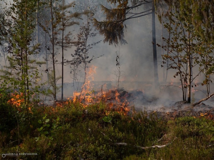 Огнеборцы огнем потушили лесной пожар в Карелии