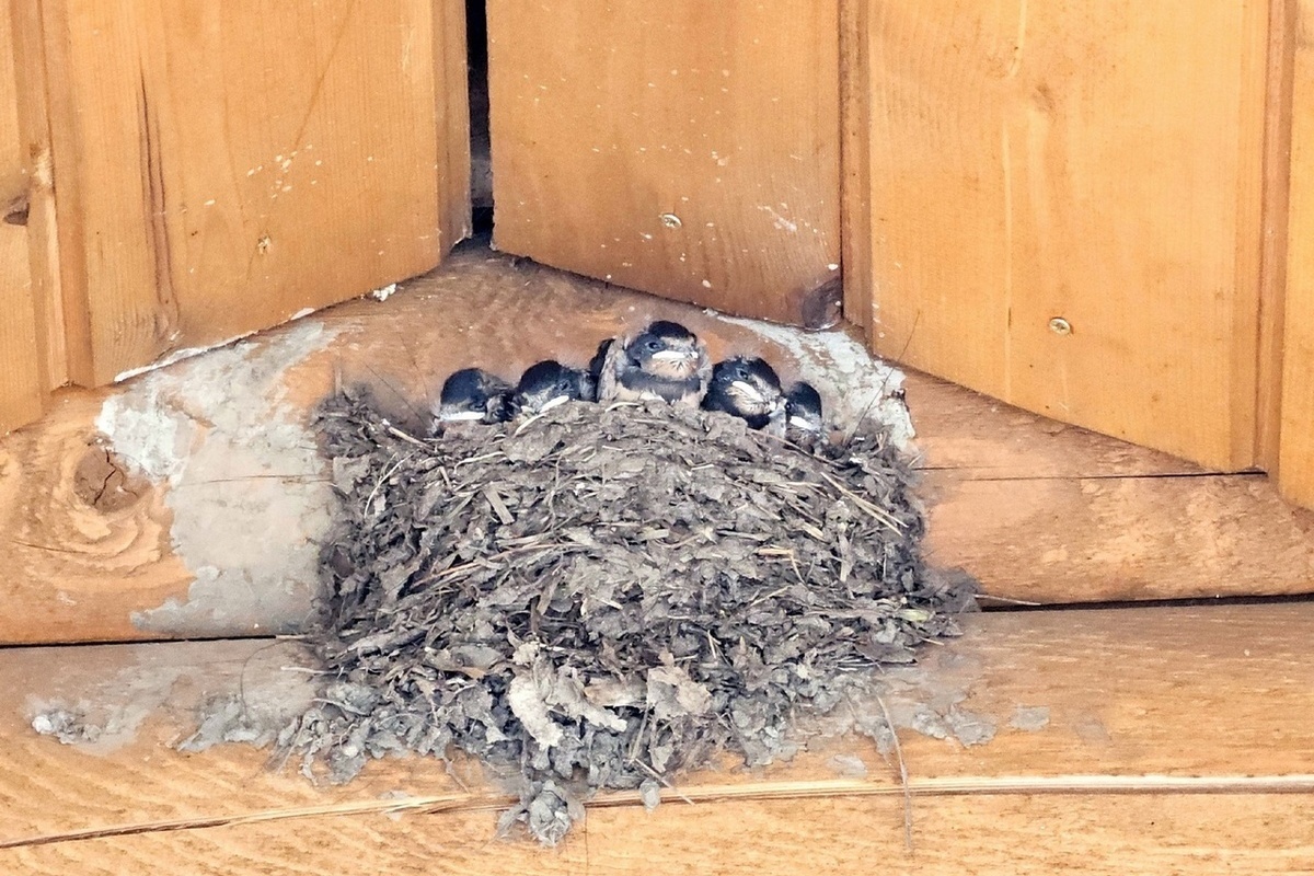 Ласточки свила гнездо на туристической тропе в Карелии