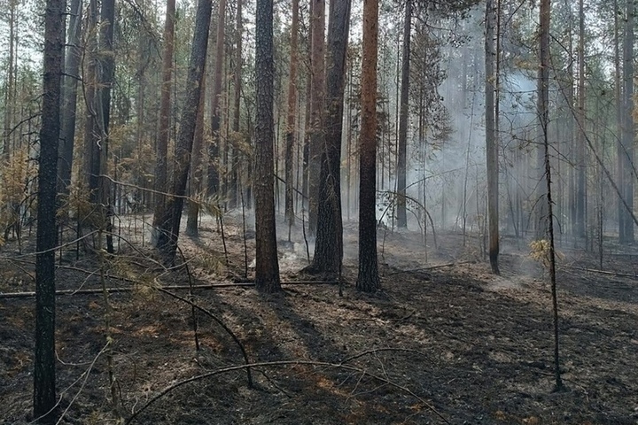 Пожарные несколько дней боролись с огнем на болоте в Карелии