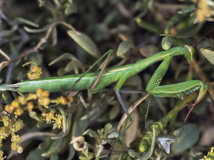 В Подмосковье спрогнозировали нашествие богомолов