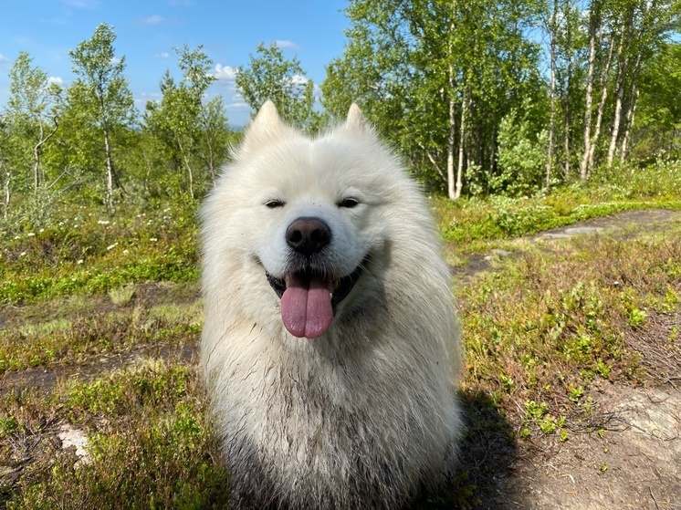 В Умбе открыли ветеринарную станцию