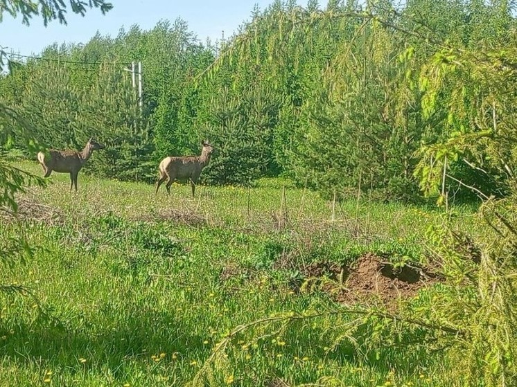 Уголовное дело возбуждено о незаконной вырубке леса в Татарстане
