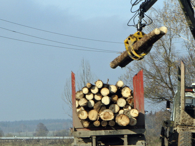 В Эстонии  наладили схемы поставок нелегальной российской древесины