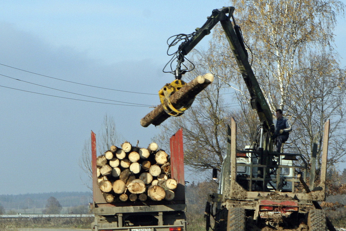 Where firewood comes from: Emirates and Kazakhstan went to the forest