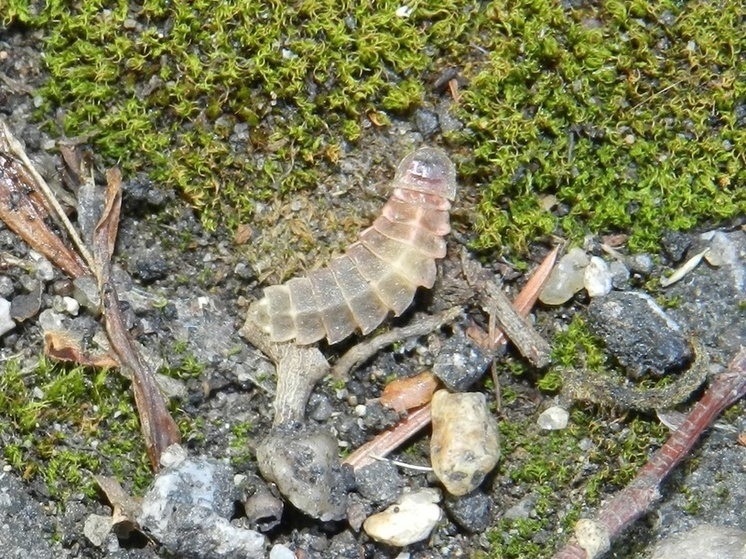 На Хехцире в Хабаровском крае появились первые светлячки