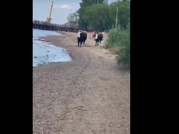 В Рыбинске отдыхающих на городском пляже напугали коровы
