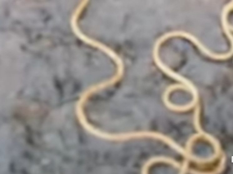 В Клязьме завелись гигантские черви - нематоморфы