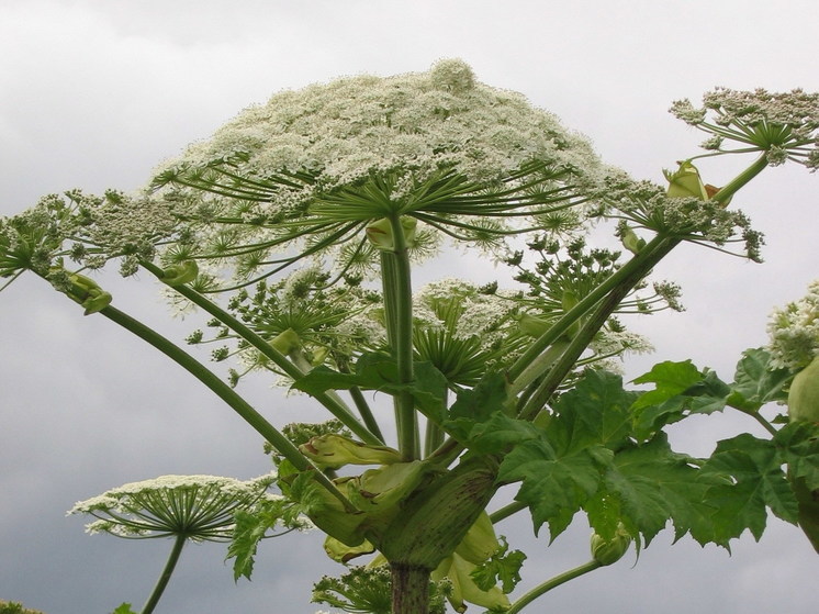 Депутат Чаплин объяснил, как наказать соседа, который игнорирует борщевик