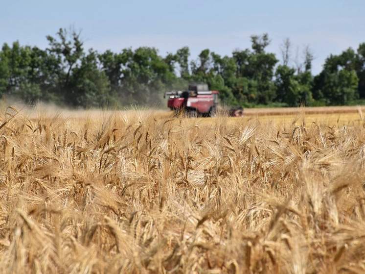 Кубанские аграрии намолотили 1,5 миллиона тонн зерна