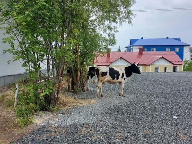 В Шурышкарском районе владельцы коров заплатят за вытоптанные цветы на клумбах