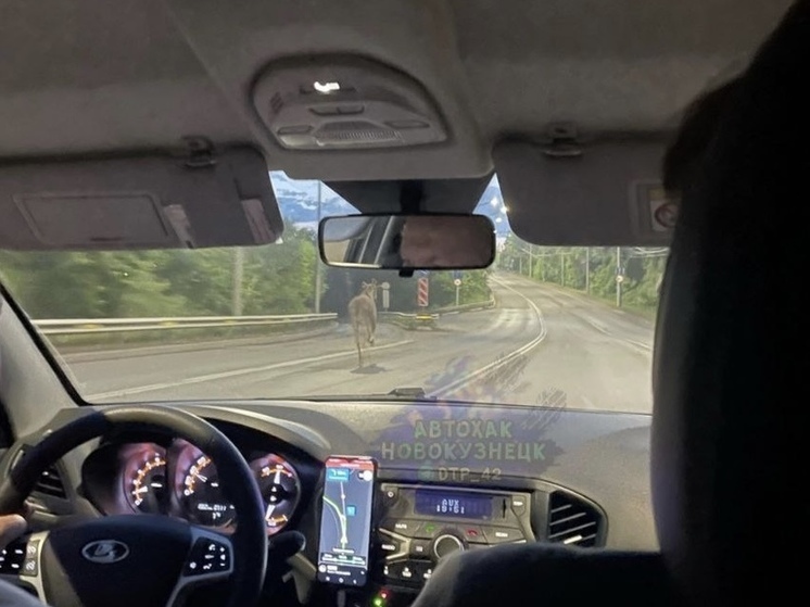 По Новокузнецку пробежался лось