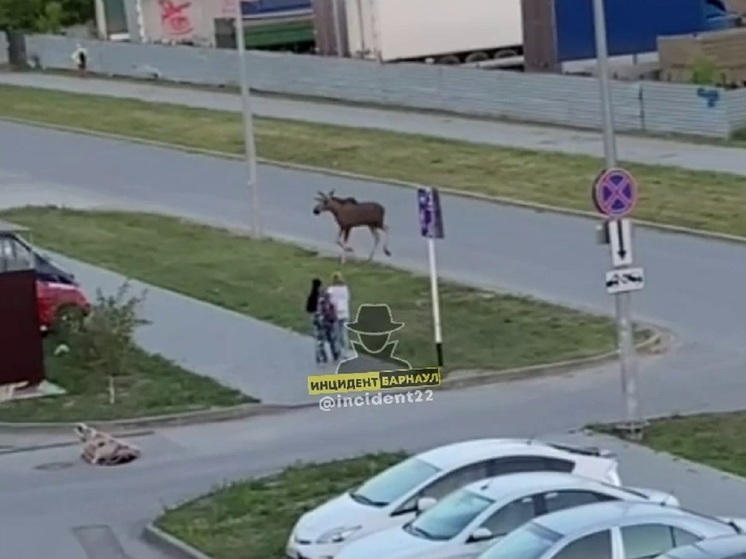 По улицам Барнаула уже вторые сутки гуляет испуганный лось