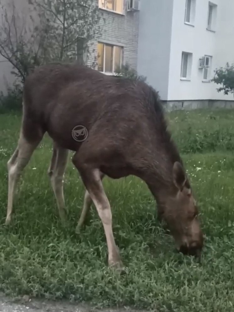 В Пензенской области лось вышел к людям