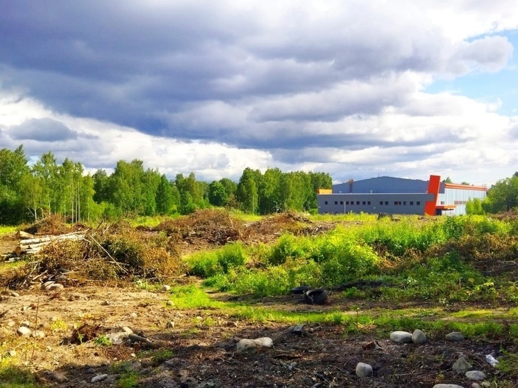 Очередная сплошная рубка деревьев прошла в центре Петрозаводска