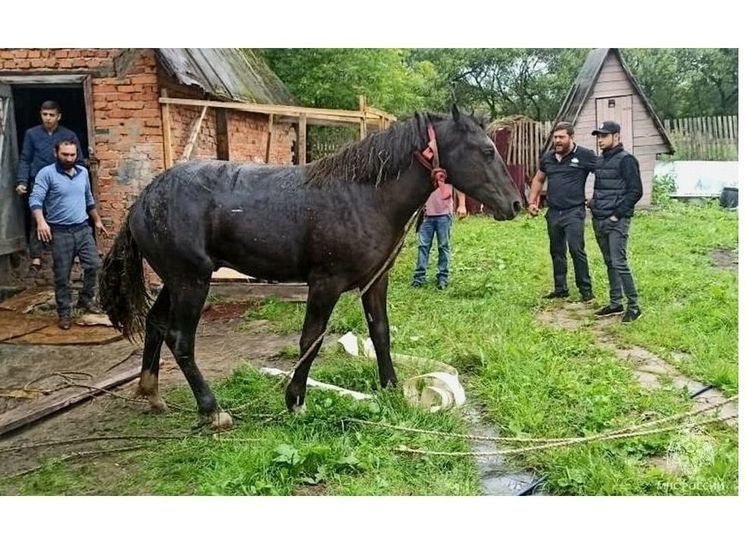Сафоновские пожарные помогли достать коня из под пола