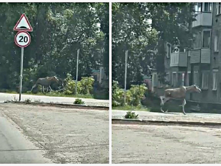 Под Новосибирском молодой лось заблудился в многоэтажках