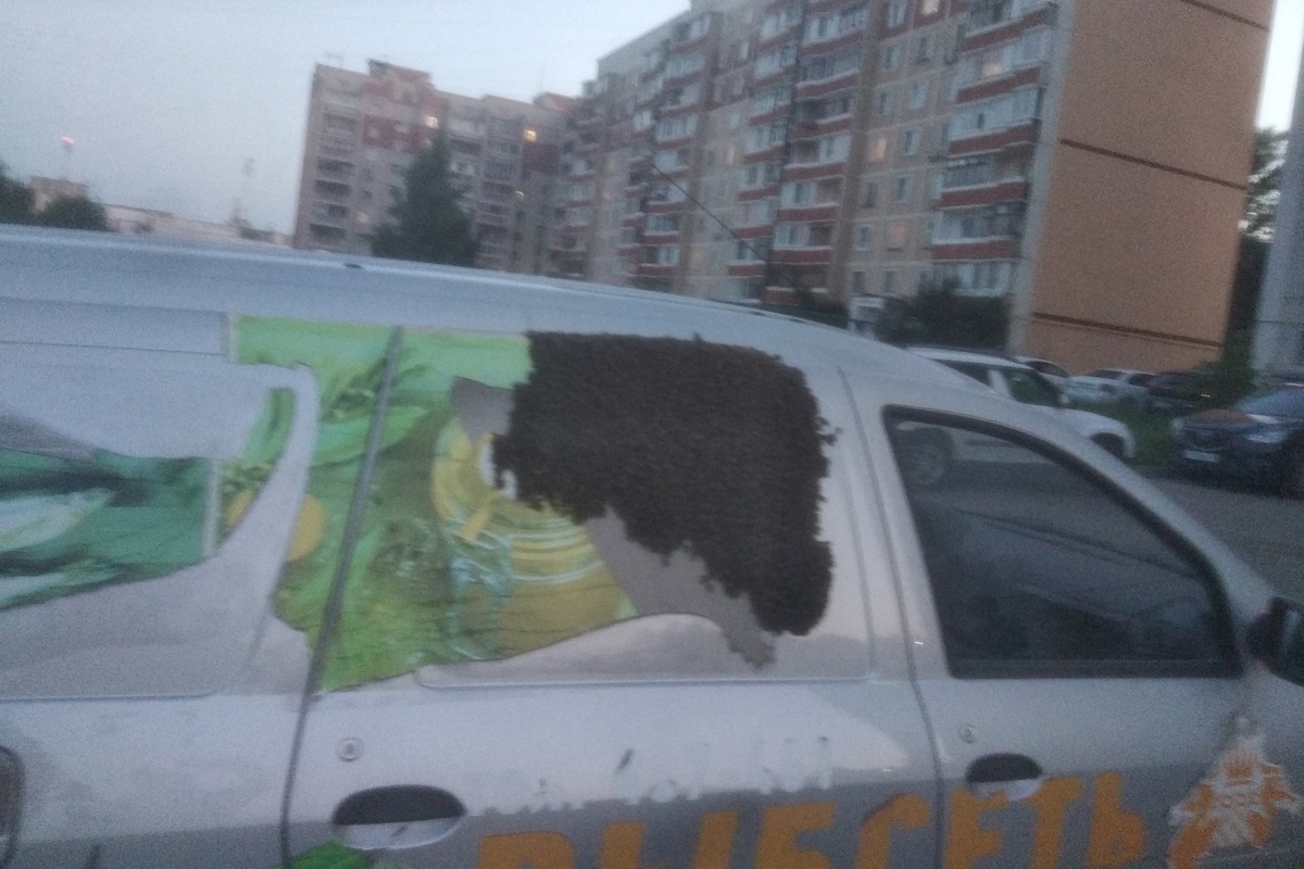 Костромские казусы: пчелиный рой решил поселиться в автомобиле костромича