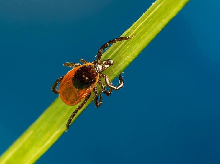 В этом году клещи покусали почти в полтора раза больше смолян
