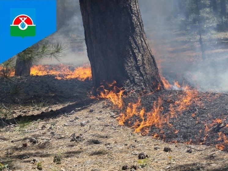 Угрозы населенным пунктам нет: в Надымском районе рассказали о ситуации с лесными пожарами
