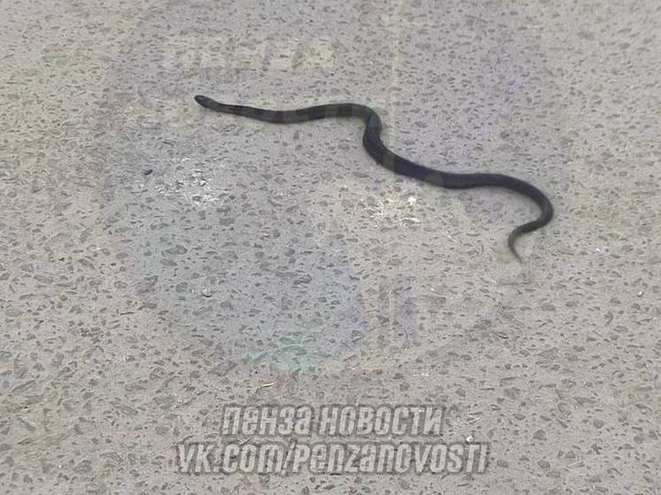 На одной из улиц Пензы местные жители встретили змею