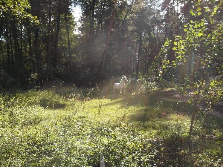 Лесхозы ДНР остаются открытыми для посещения, невзирая на жаркую погоду