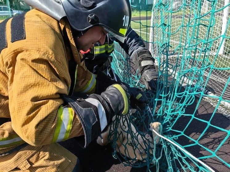 В Сертолово спасатели вытащили запутавшегося в металлической сетке у футбольного поля кота