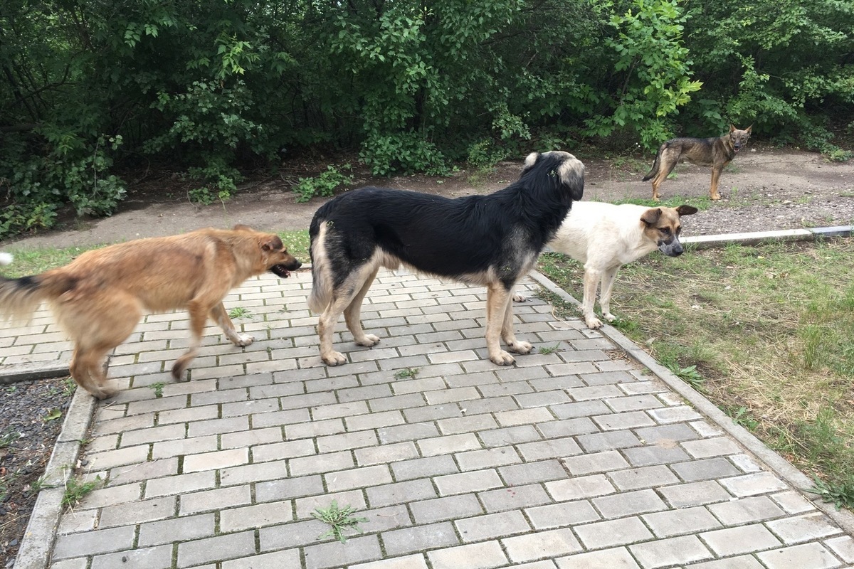 Проект бездомные собаки в городе