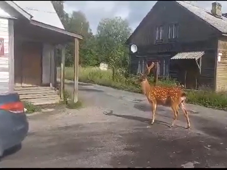 Олени пришли в магазин в Карелии