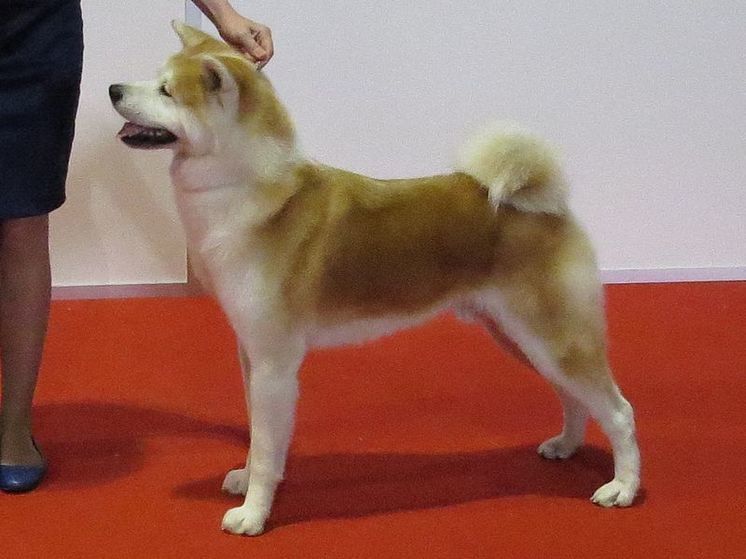 Японская собака убирает улицы от бутылок и выбрасывает их в мусорку в Домодедово