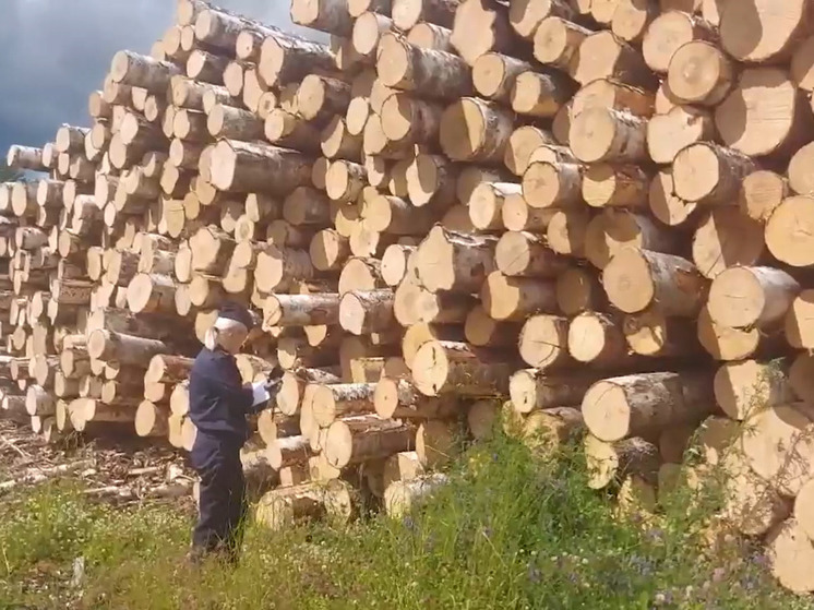 Водитель лесовоза украл горы древесины в Карелии