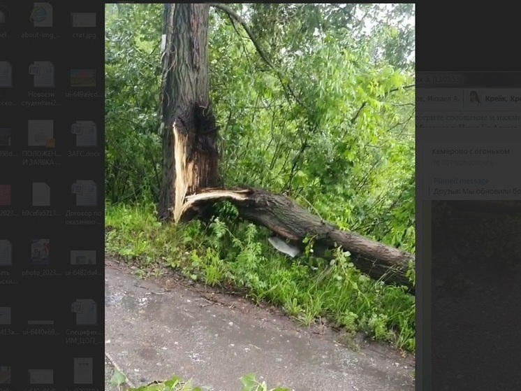 В Кузбассе молния разрезала дерево