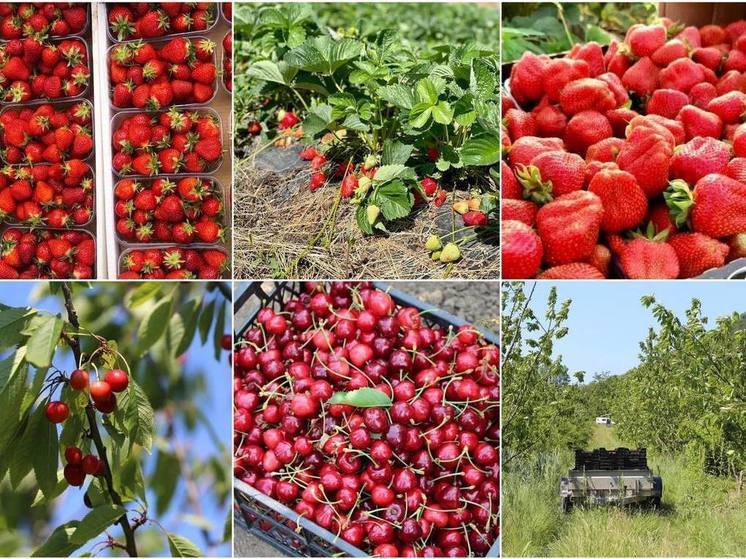 На Кубани с начала года собрали 3,8 тысяч тонн клубники, черешни и вишни