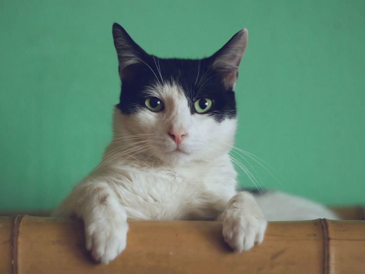 Кот сбежал из переноски в багажном отделе во Внуково