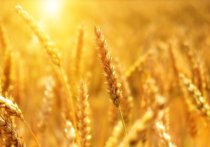 Министр сельского хозяйства России Дмитрий Патрушев сообщил, что в сезоне 2022-2023 сельскохозяйственного года РФ поставила на экспорт 47 миллионов тонн пшеницы