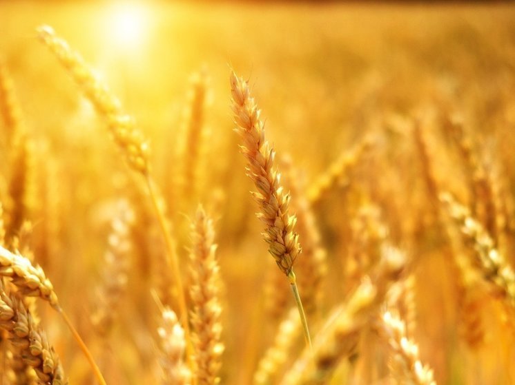В 2022-2023 сельскохозяйственном году Россия экспортировала рекордное количество пшеницы