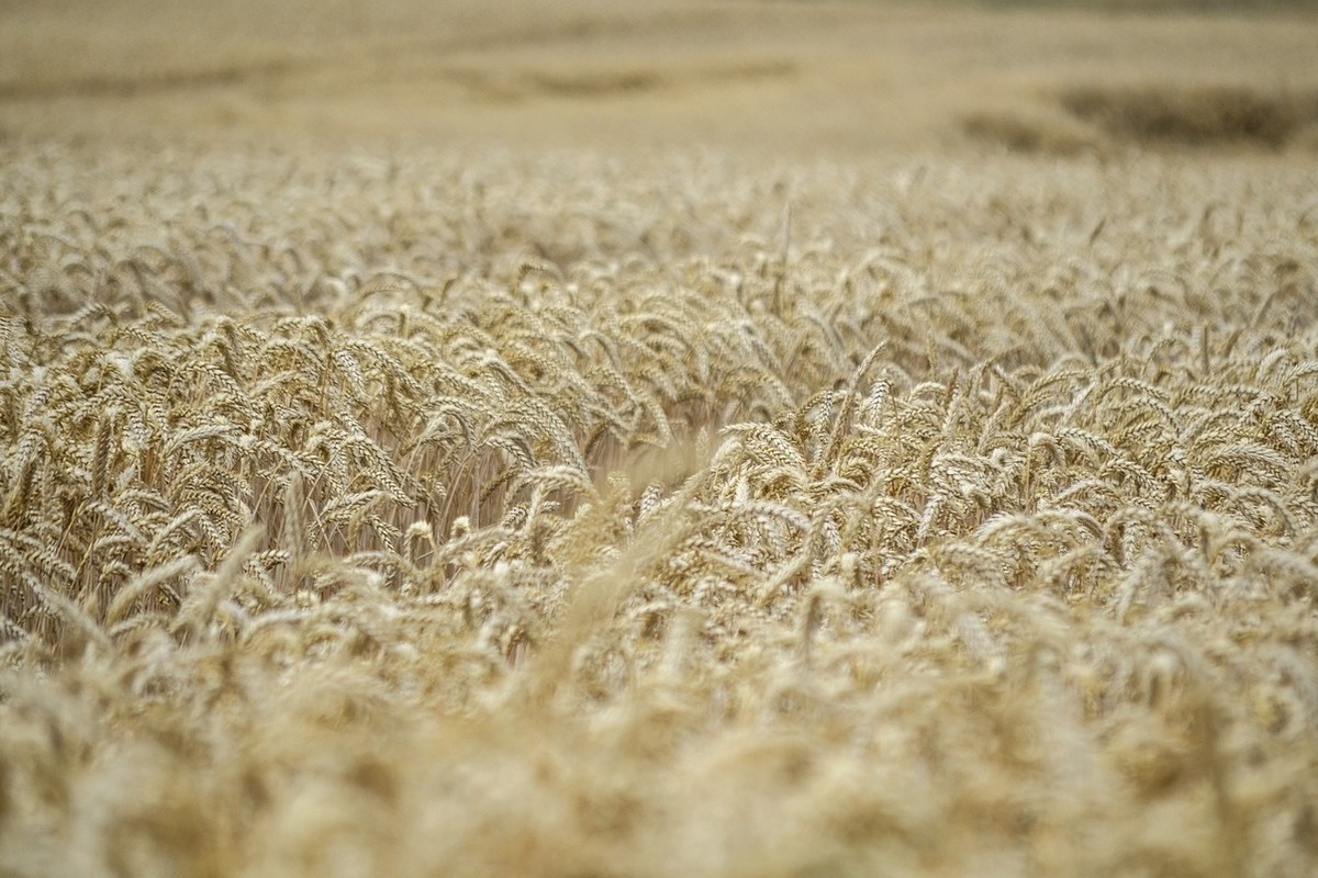 Захарова констатировала провал ООН в реализации зерновой сделки
